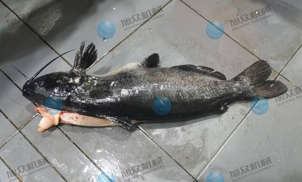 杀鱼机，商用杀鱼机，全自动杀鱼机，旭众杀鱼机，杀鱼机哪家好