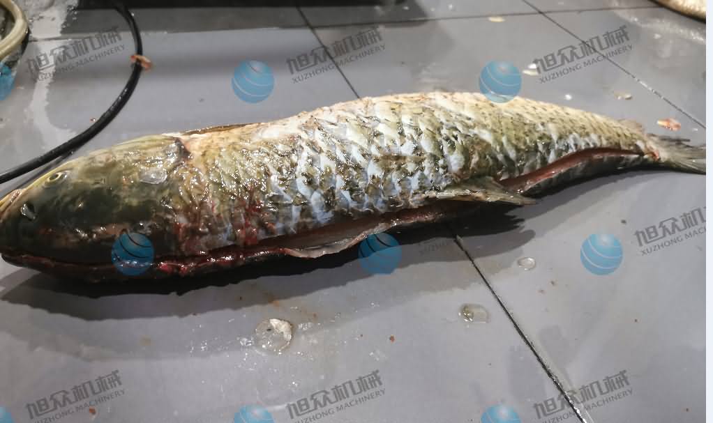 杀鱼机，商用杀鱼机，全自动杀鱼机，旭众杀鱼机，杀鱼机哪家好