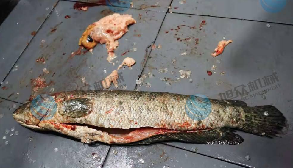 鱼片机，片鱼片机，片鱼机，斜切鱼片机，全自动鱼片机