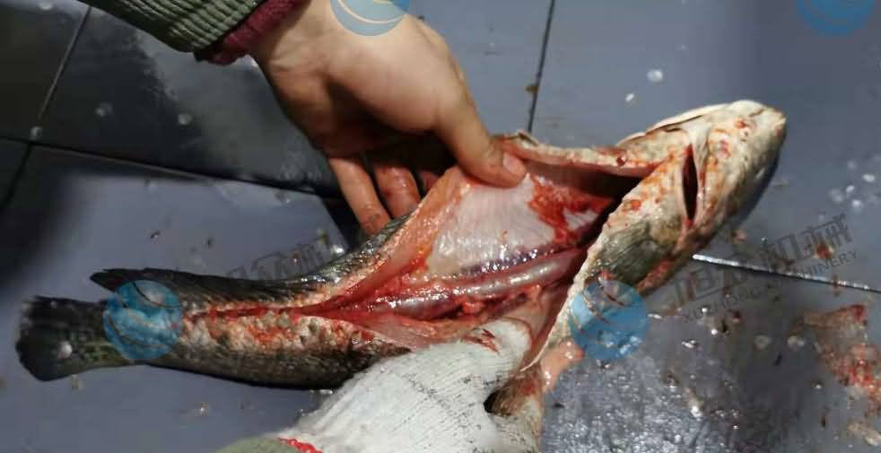 鱼片机，片鱼片机，片鱼机，斜切鱼片机，全自动鱼片机