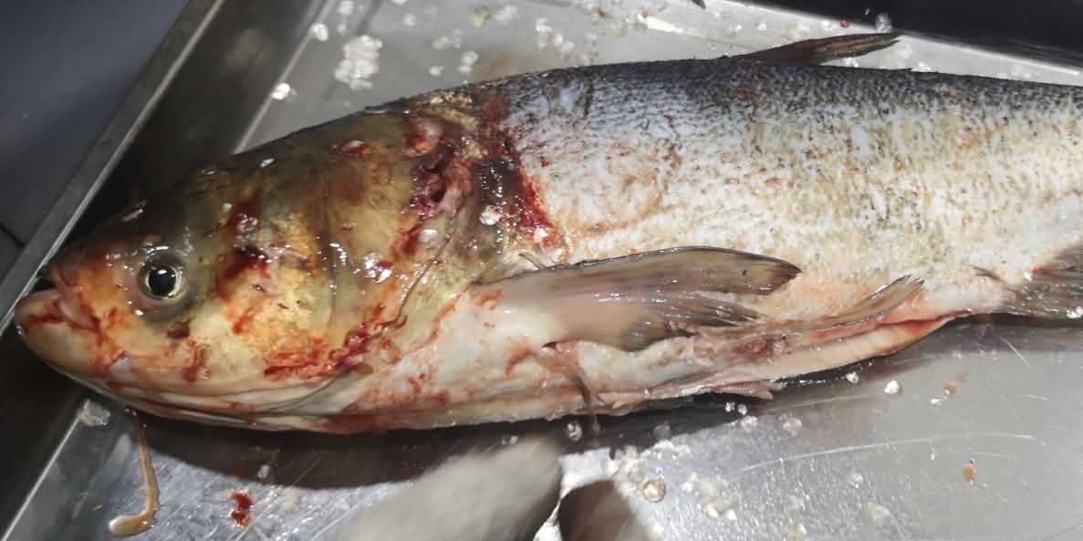 杀鱼机,杀鱼机器,自动杀鱼机,杀鱼机多少钱,杀鱼机价格 杀鱼机,杀鱼机器,自动杀鱼机,杀鱼机多少钱,杀鱼机价格