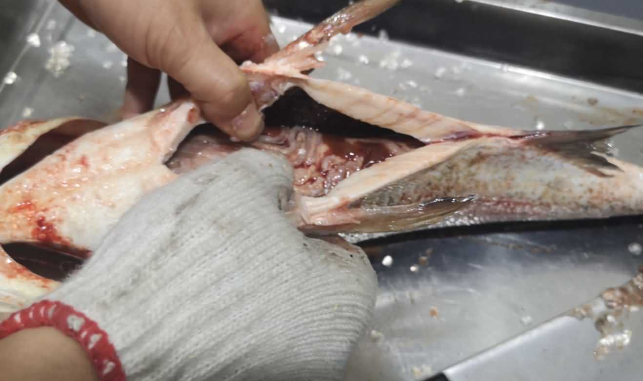 杀鱼机,杀鱼机器,自动杀鱼机,杀鱼机多少钱,杀鱼机价格 杀鱼机,杀鱼机器,自动杀鱼机,杀鱼机多少钱,杀鱼机价格