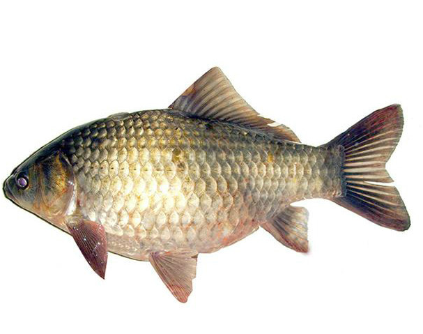 5ec8bdefd6072.png image.png