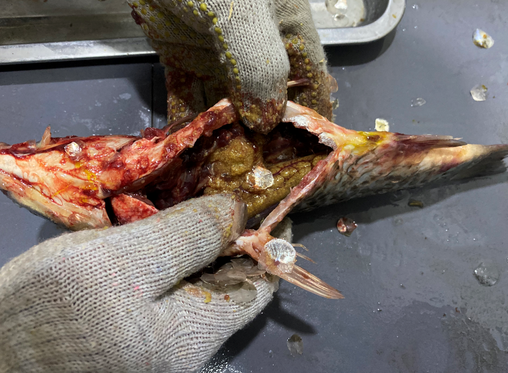 杀鱼机,全自动杀鱼机,杀鱼机怎么样,杀鱼机厂家,商用杀鱼机 杀鱼机,全自动杀鱼机,杀鱼机怎么样,杀鱼机厂家,商用杀鱼机