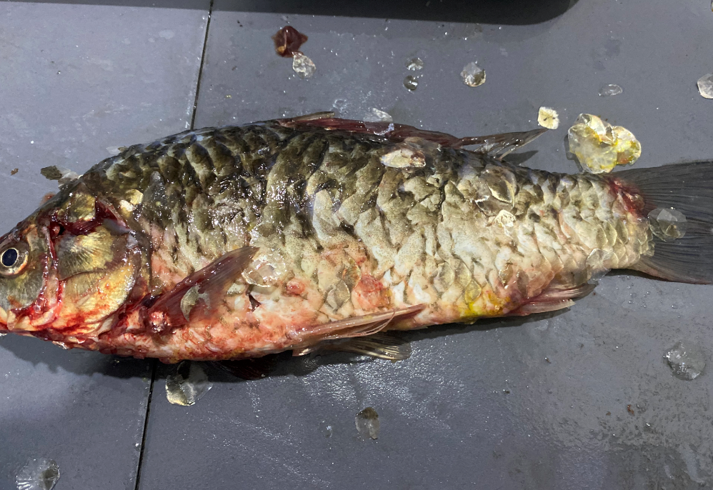 杀鱼机,全自动杀鱼机,杀鱼机怎么样,杀鱼机厂家,商用杀鱼机 杀鱼机,全自动杀鱼机,杀鱼机怎么样,杀鱼机厂家,商用杀鱼机