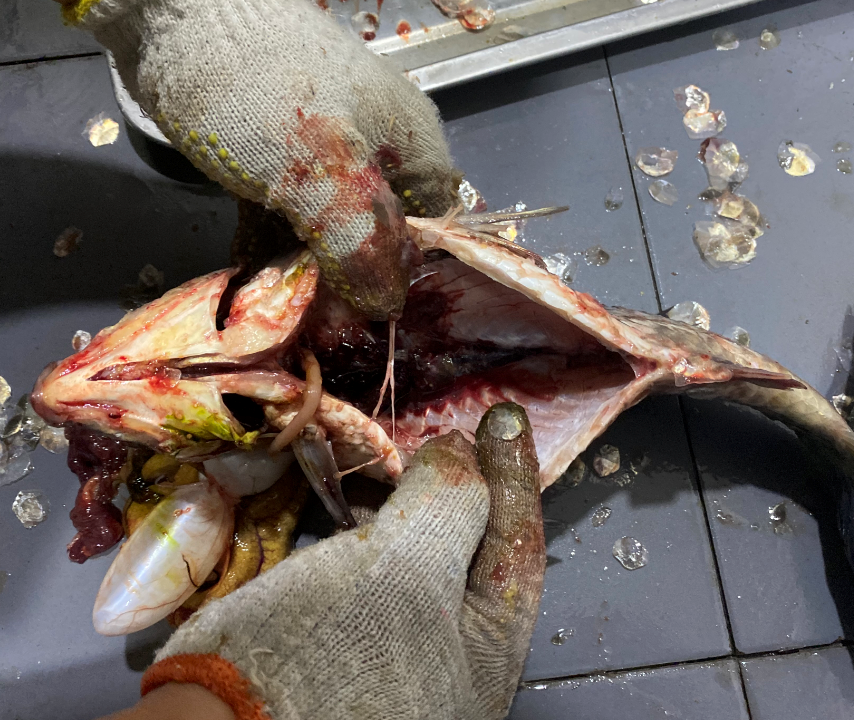 杀鱼机,全自动杀鱼机,杀鱼机怎么样,杀鱼机厂家,商用杀鱼机 杀鱼机,全自动杀鱼机,杀鱼机怎么样,杀鱼机厂家,商用杀鱼机